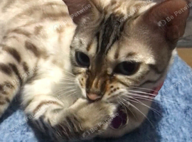 Female Snow Bengal needing companion and loving home