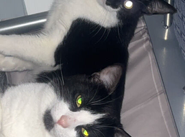 2 brother 10 month old cats