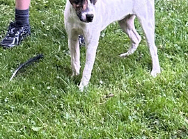 Jack Russell bitch