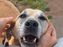 Foster or Forever Home Needed for Beautiful Sanchez