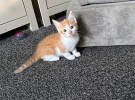 Beautiful Kittens for sale