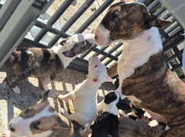 English Bull Terriers - ready to leave