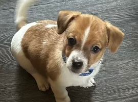 Jack Russell pupies