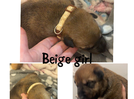 Belgian malinos x German shepherds
