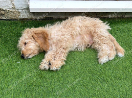 14 week old apricot cockerpoo puppy