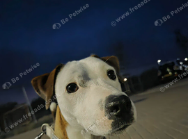 Jack russel cross