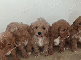 Cavapoo puppys ready to go