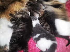 Kitten female