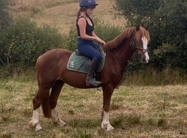 Perfect family pony! 13.1hh registered section C gelding