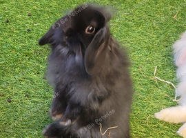 Stunning Mini Lion Lop - ONE LEFT
