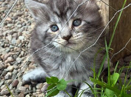 Maine coon baby&rsquo;s