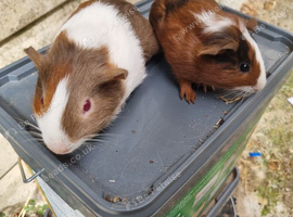 2 baby boys