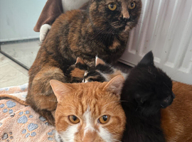 4 Sweet Girls Looking For A Home!!