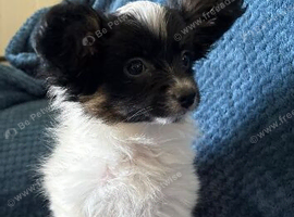 Tricolour papillon puppy for sale