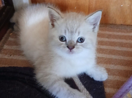 Beautiful British Shorthaired kittens