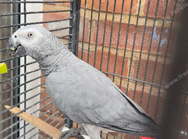 Beautiful African grey Parrot for sale