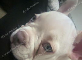 ABKC registered French bulldog