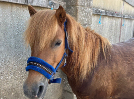 10.3 mare