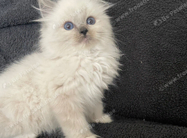 Maine Coon / Ragdoll Kittens