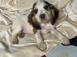 English cocker spaniel puppies