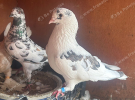 Mixed pair