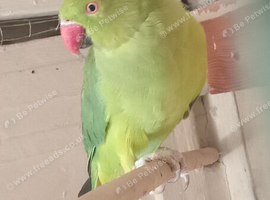 Ring neck