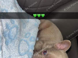 French bulldog puppy