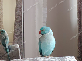 Blue Rick Neck Parrakeet - Tamed and Friendly - 3 Years Old - offers considered