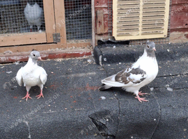 Pigeons for sale