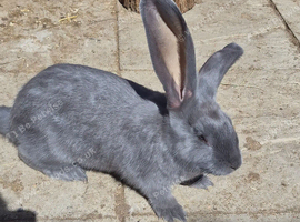 Pure giant continental rabbits