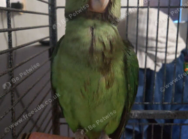 Hand reared Alexanderine chiks 3mnth