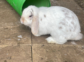 Beautiful Mini lop male