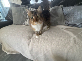 2 cats 1 year old for rehoming together