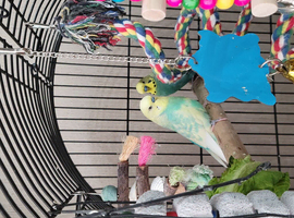 Budgies