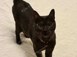 Female pedigree Bengal Cat