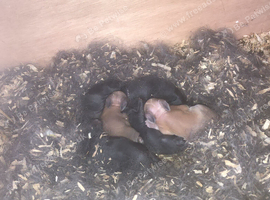 Baby bunnies