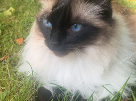 Suki- stunning ragdoll girl