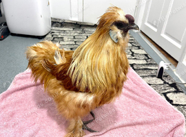 BEAUTIFUL SILKIES FOR SALE &ndash; 2 MALES & 1 FEMALE