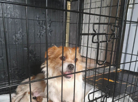 Chihahau, shu-shitzu cross jack russel
