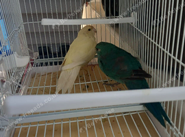 Lovely pair of kakariki blue hen cream male &pound;150 the pair