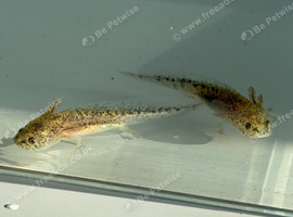 Axolotl