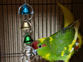 Stunning kakarikis