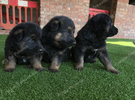 German Shepherd puppies