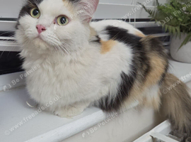 2 cats rehoming