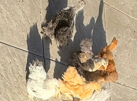 Male chicks