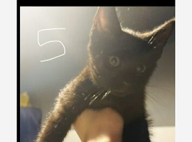 4 kittens for sale