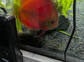 Discus