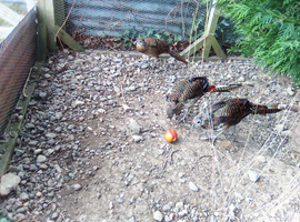 Pheasants for sale