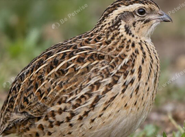 Wanted: Adult Quail for Table / Meat (Non-Layers)
