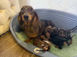 Miniature Dachshund